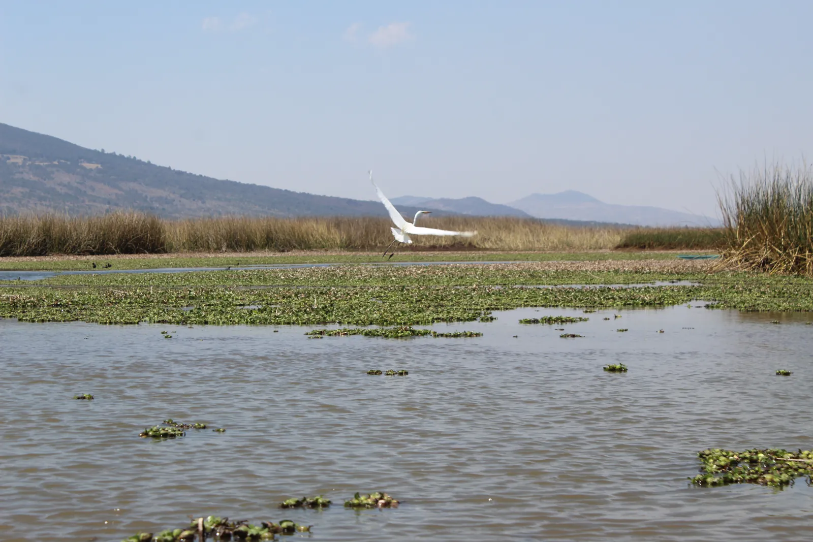 Garza sobre la laguna